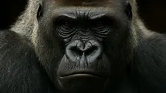 Giganci, którzy rządzili dżunglą: najpotężniejsze prymaty Ziemi okazały się rzeczywistością, a nie mitem