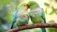 Co łączy ludzi i papugi? Zaskakujące podobieństwa w zachowaniu