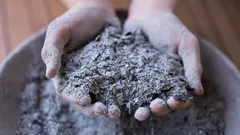 Popiół drzewny pod śniegiem: 5 kroków, jak wzbogacić glebę na idealny wzrost roślin do wiosny