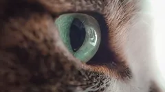 Co czują koty, gdy właściciel wpatruje się w nie bez przerwy: błąd czy wyzwanie?